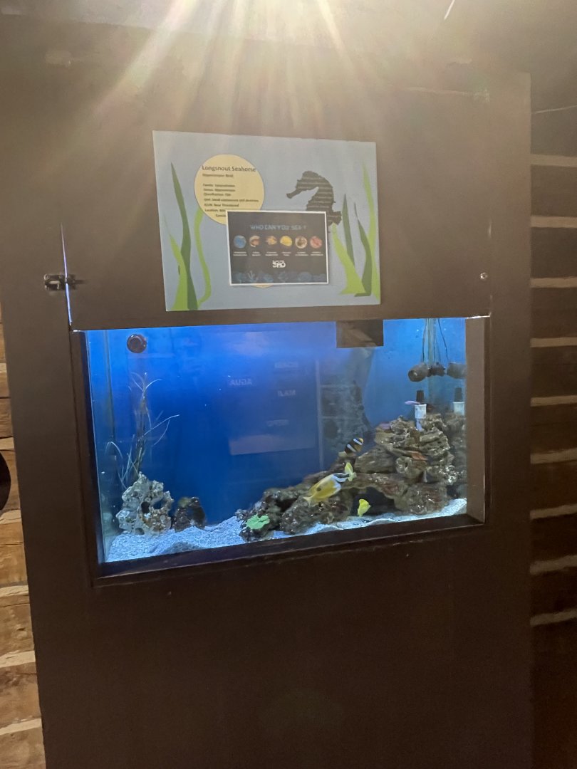 Mixed Saltwater Tank