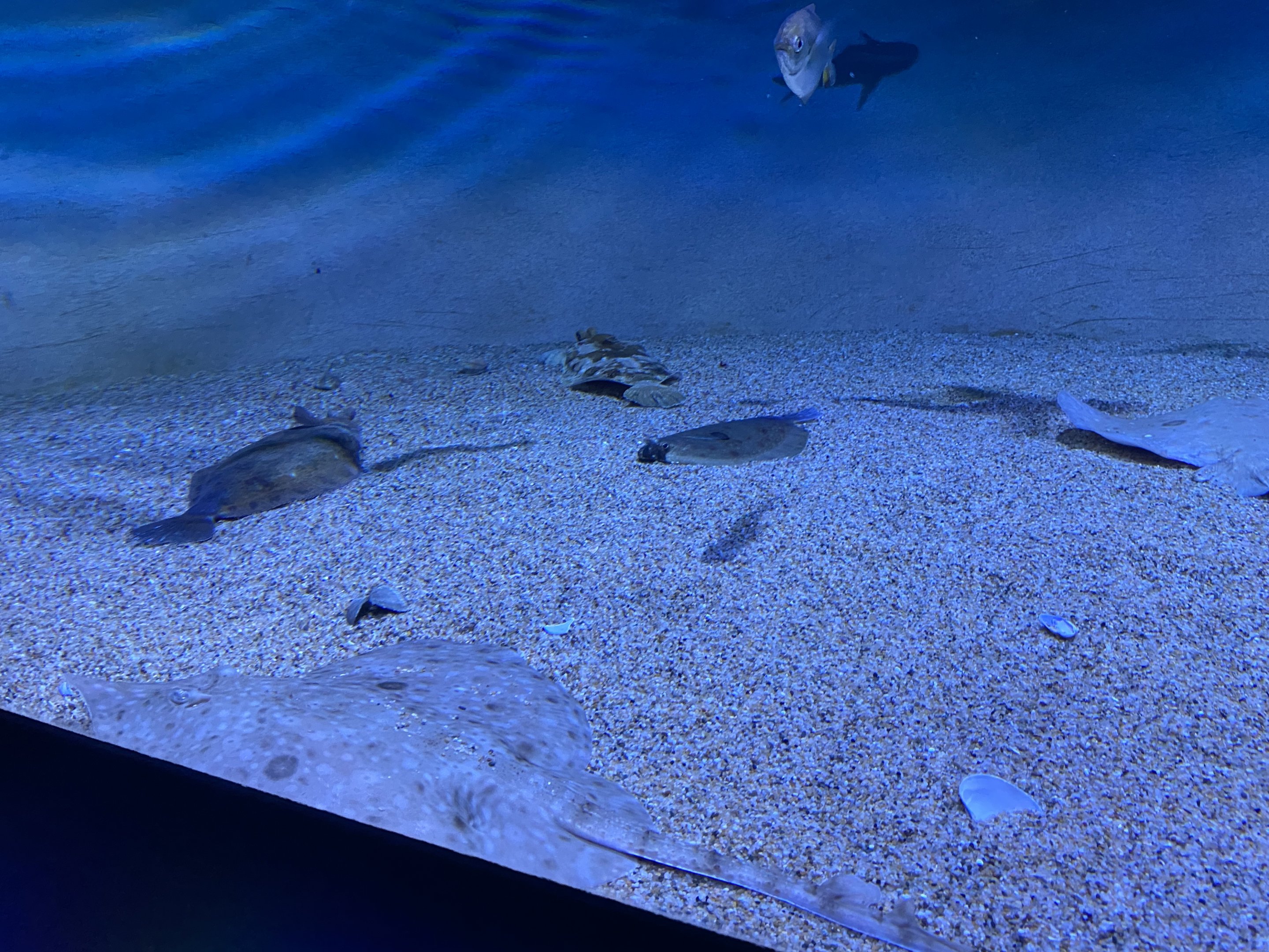 Mixed Sandfloor Fish