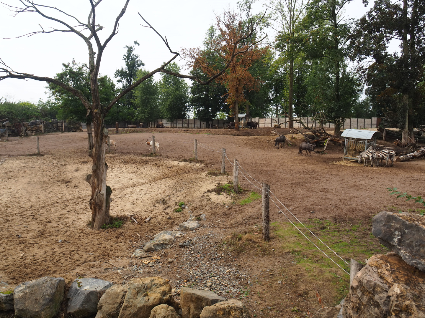 Mixed savanna paddock, 2022-09-15