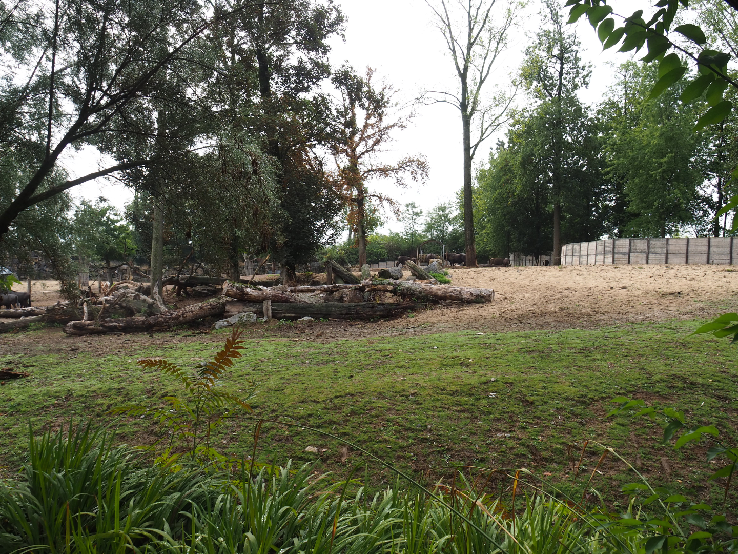 Mixed savanna paddock, 2022-09-15