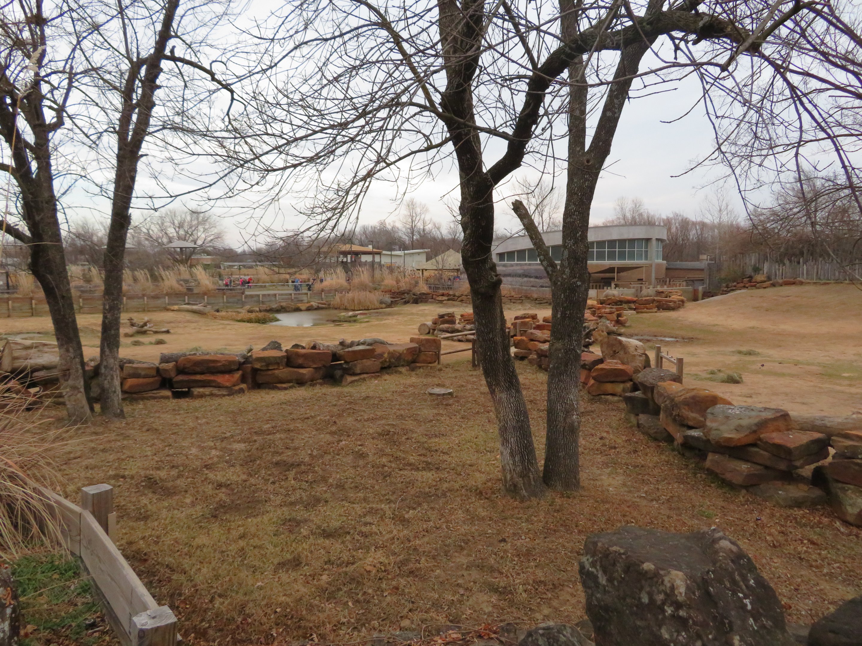 Mixed Savanna Yard (5 species)