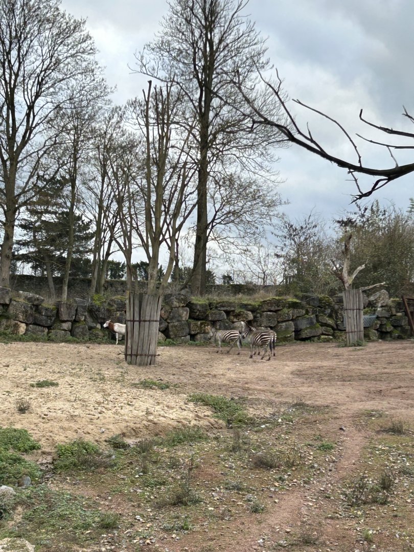 Mixed savannah exhibit