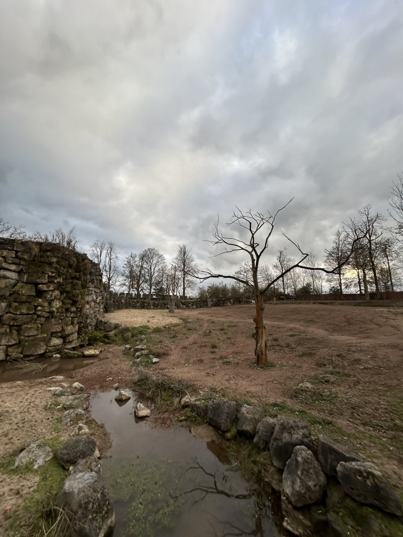 Mixed savannah exhibit