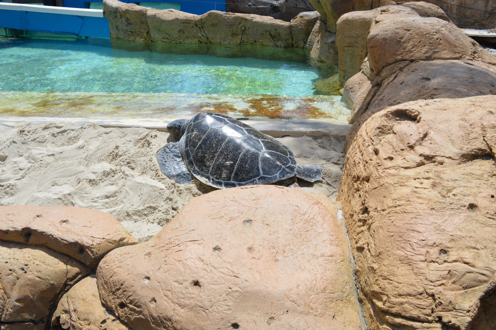 Mixed Sea-Turtle Exhibit