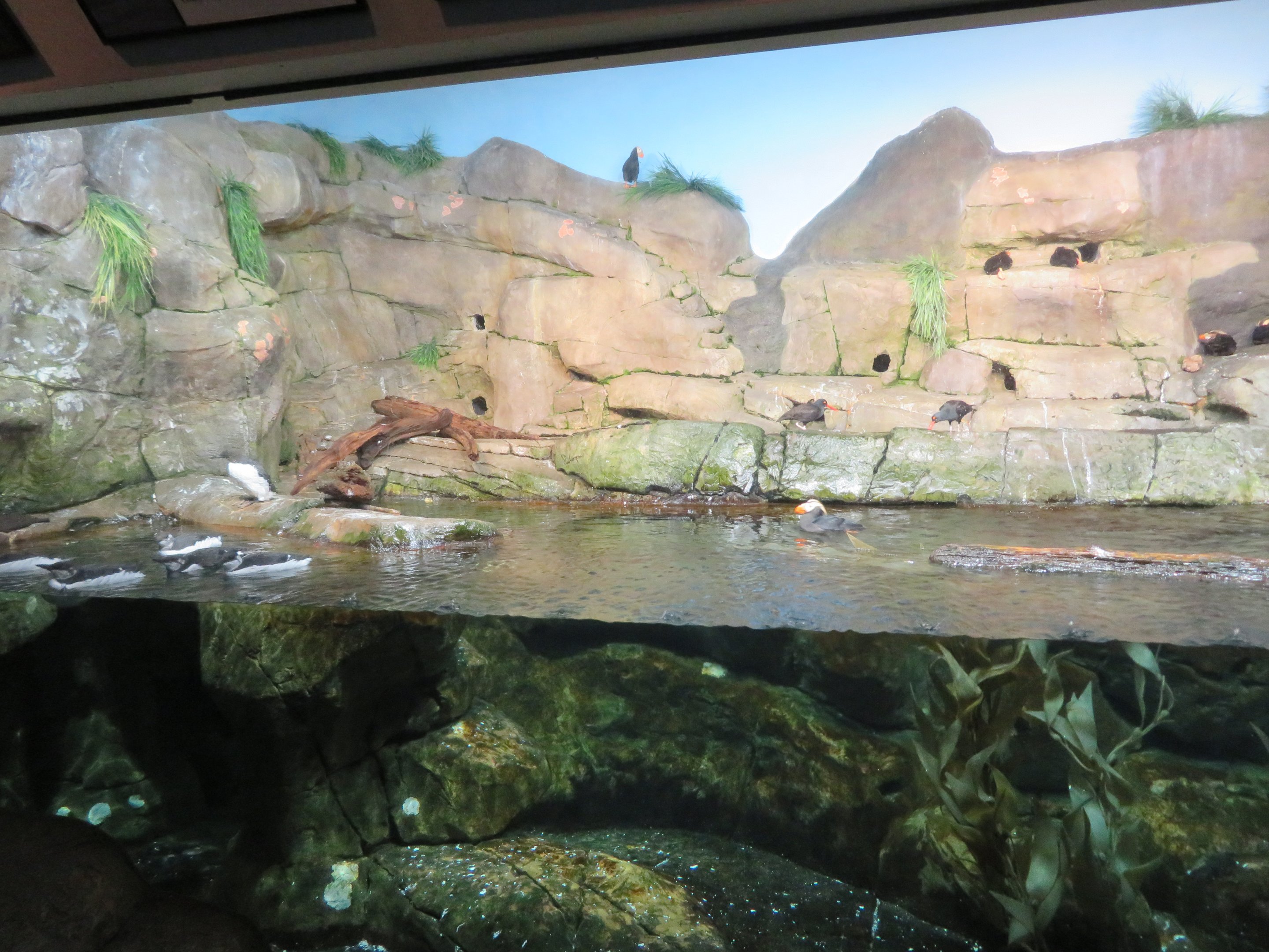 Mixed Seabird Exhibit