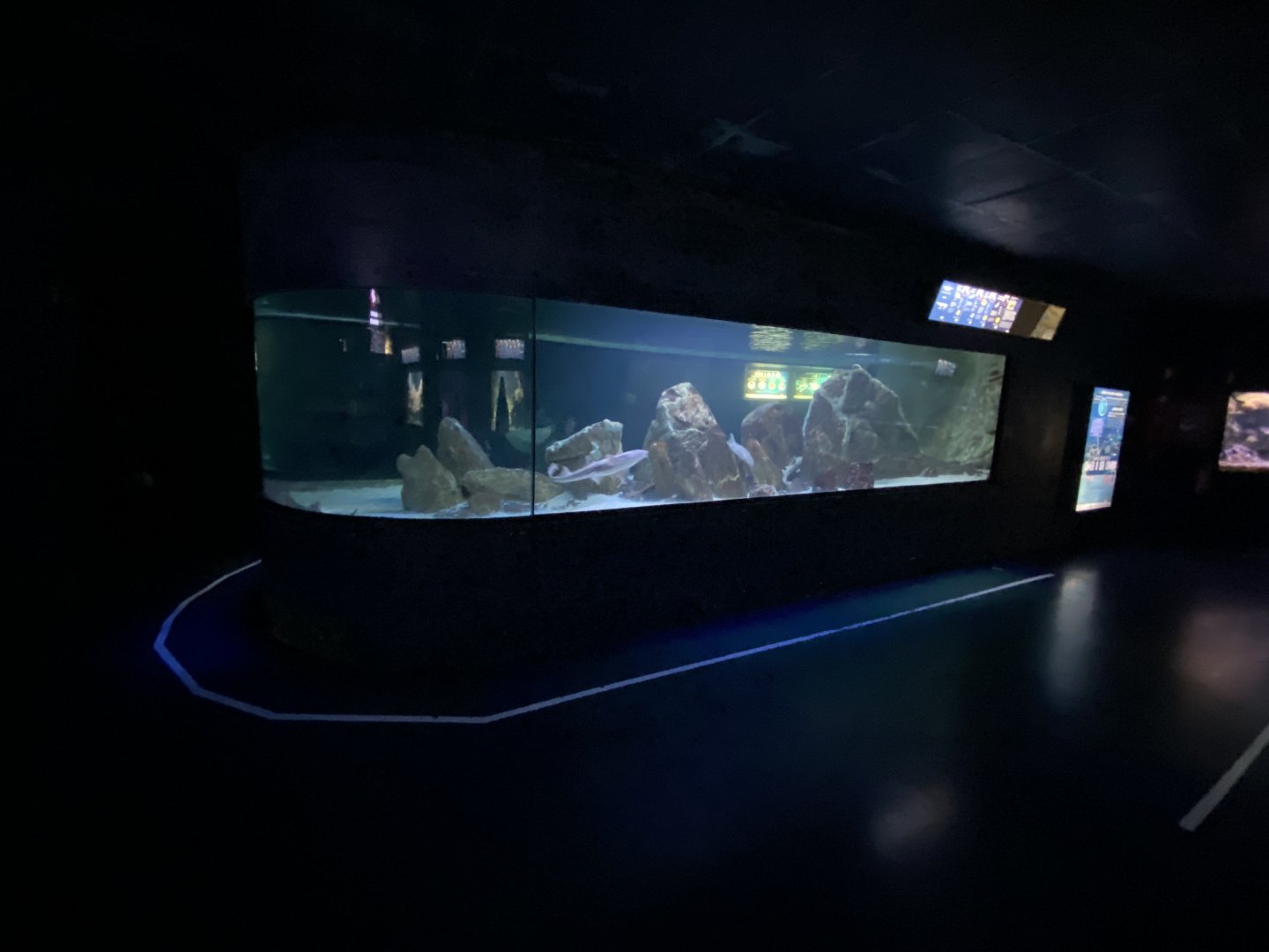 Mixed shark aquarium