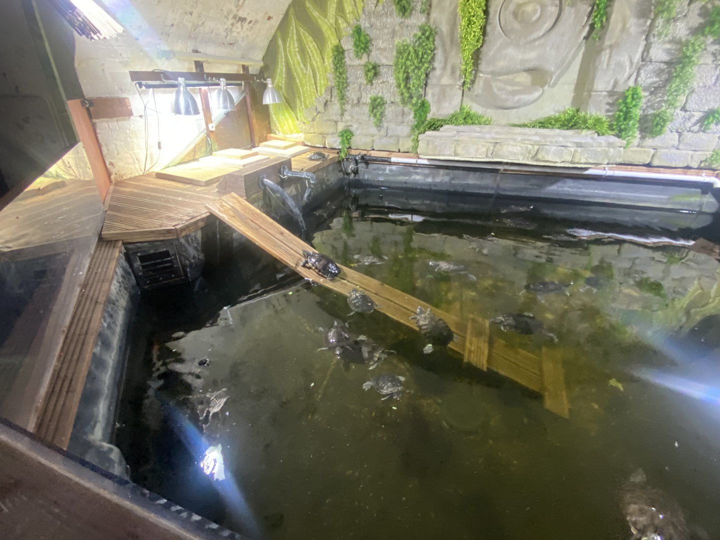 Mixed slider exhibit - IOW Reptilarium 150923