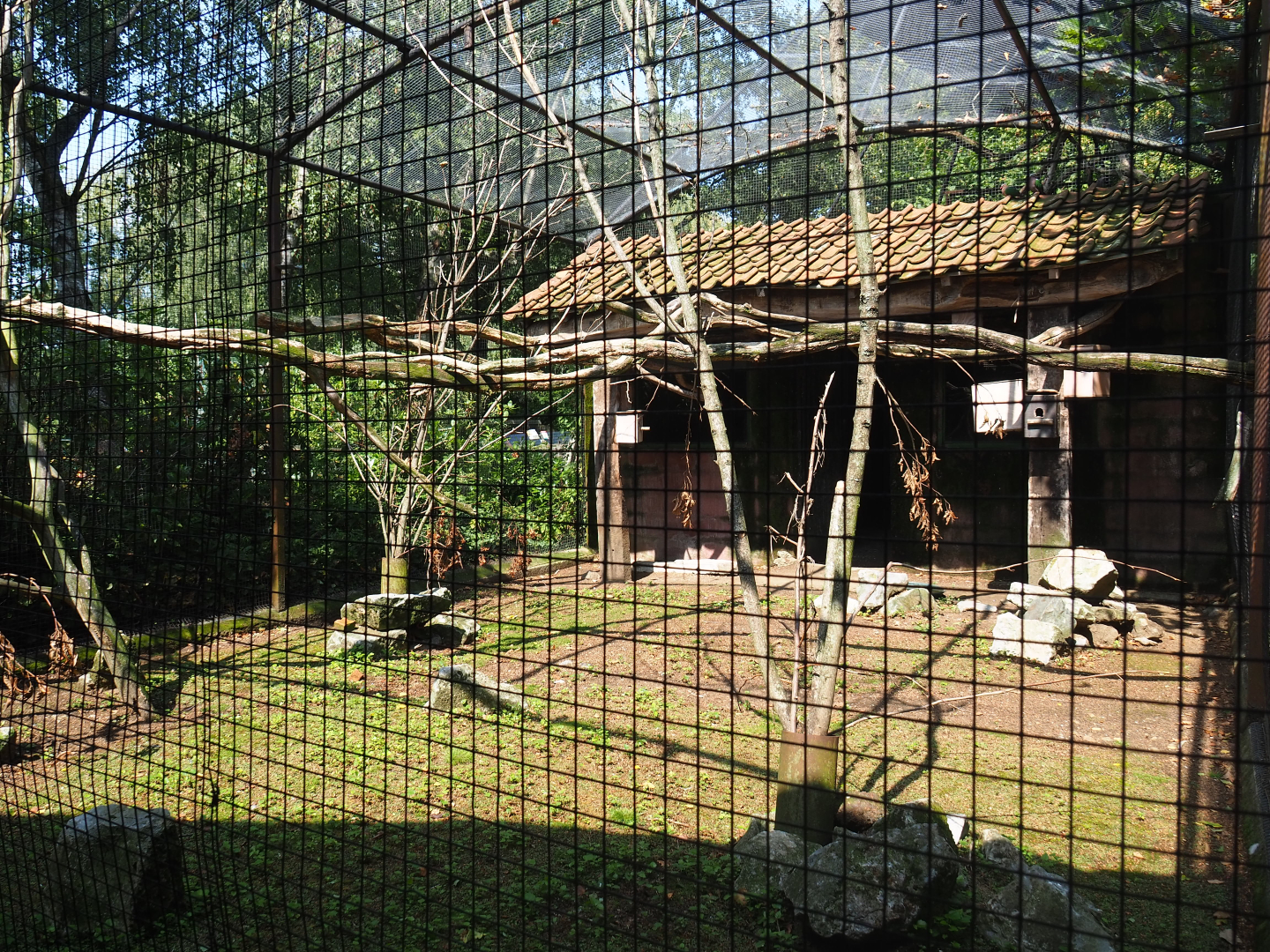 Mixed small and medium-sized parrot aviary, 2019-08-04