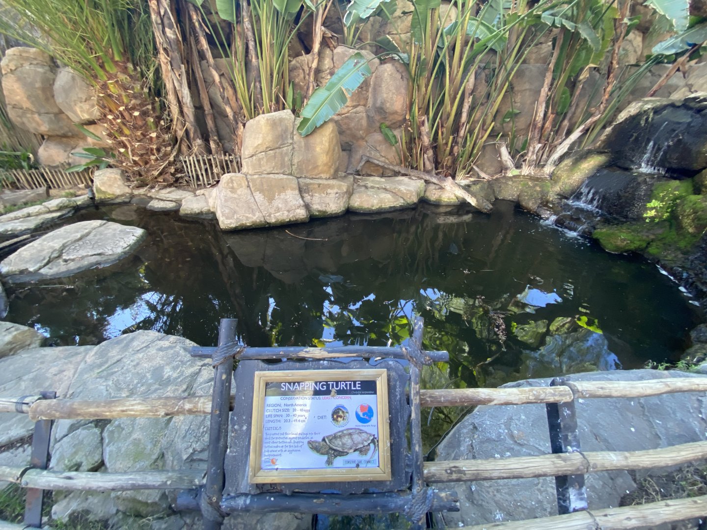 Mixed snapping turtle an carp pond