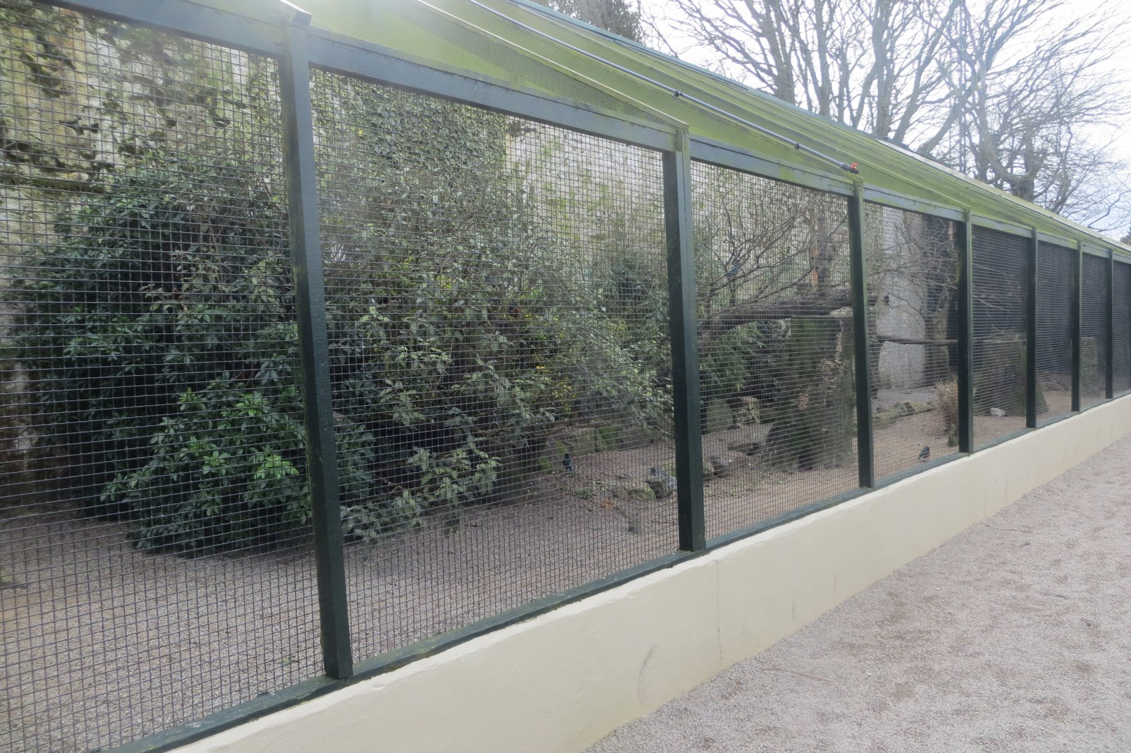 Mixed softbill aviary 190219