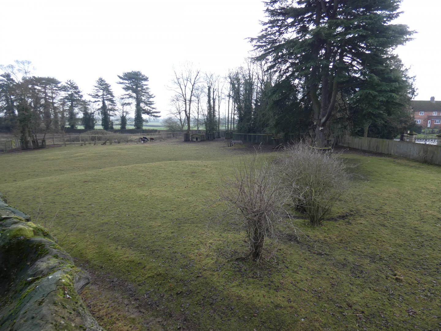 Mixed South America paddock grass paddock