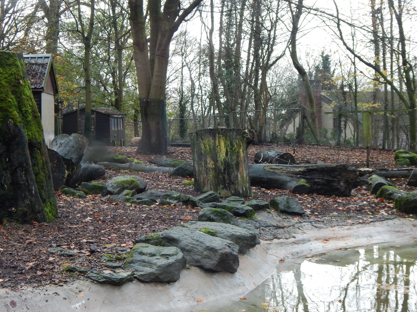 Mixed South American enclosure 241122