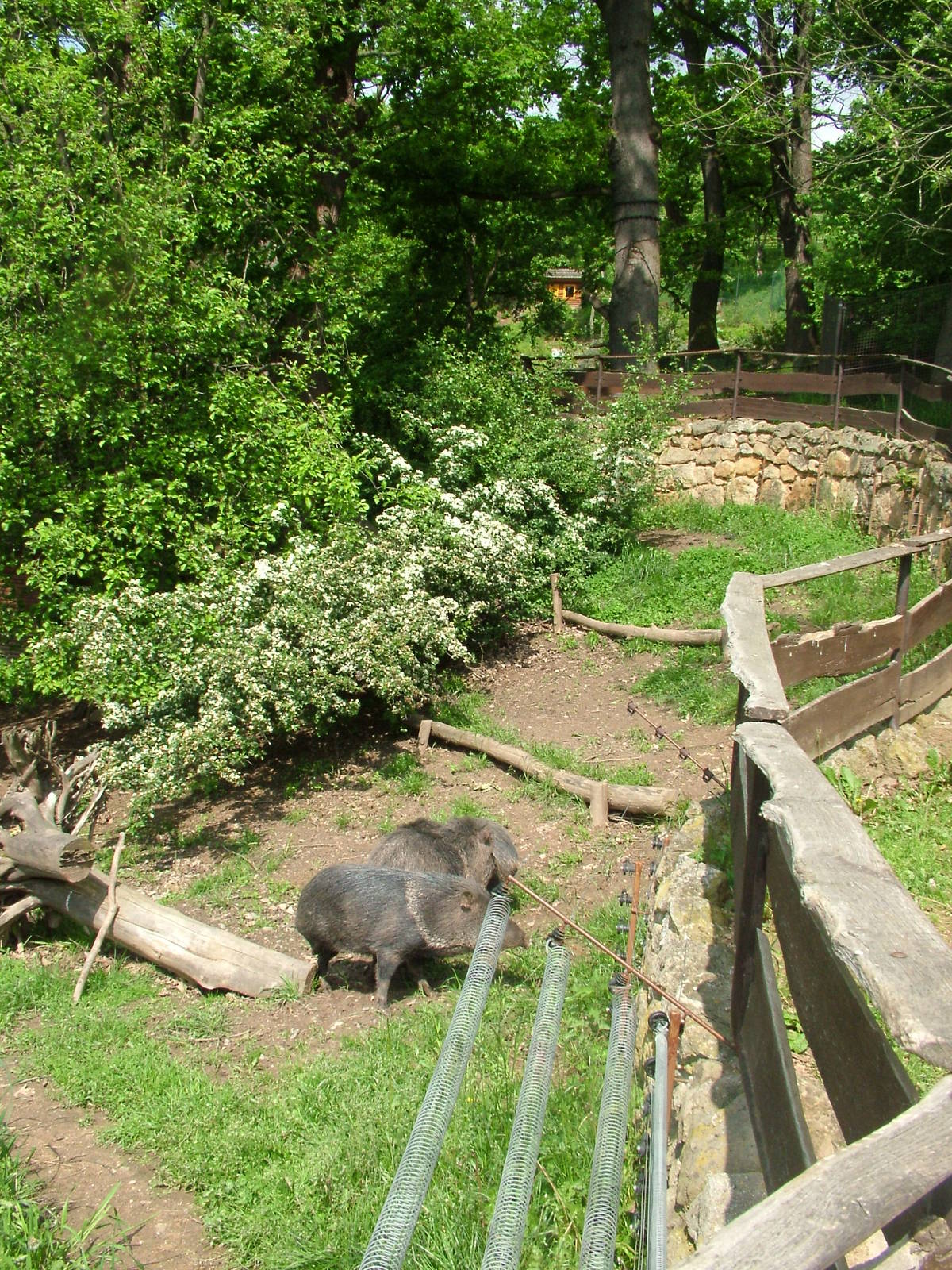 Mixed South American exhibit at Plzen, 25/05/10