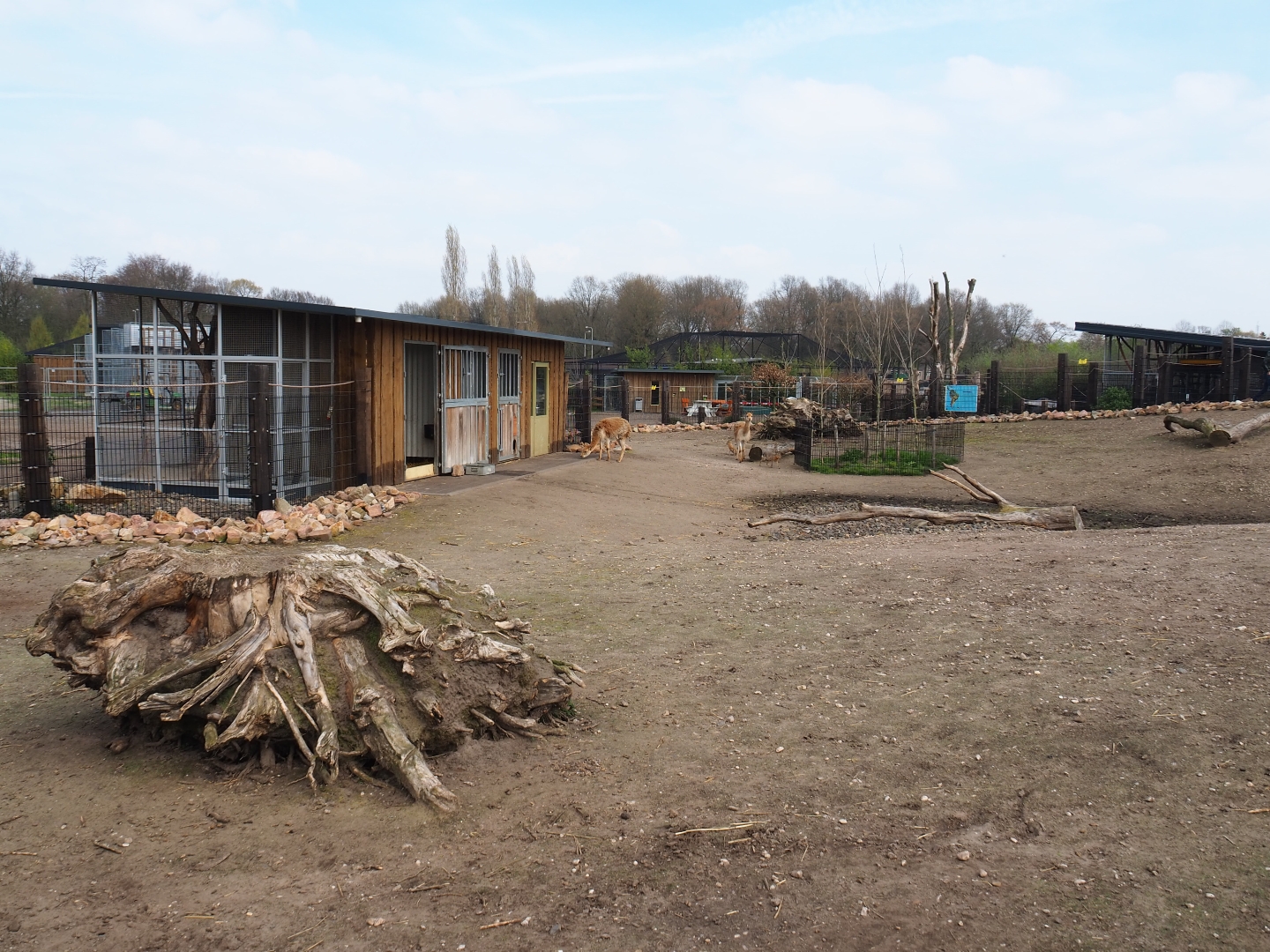 Mixed South American exhibit - Vicuña, Patagonian mara and greater rhea section, 2019-04-06