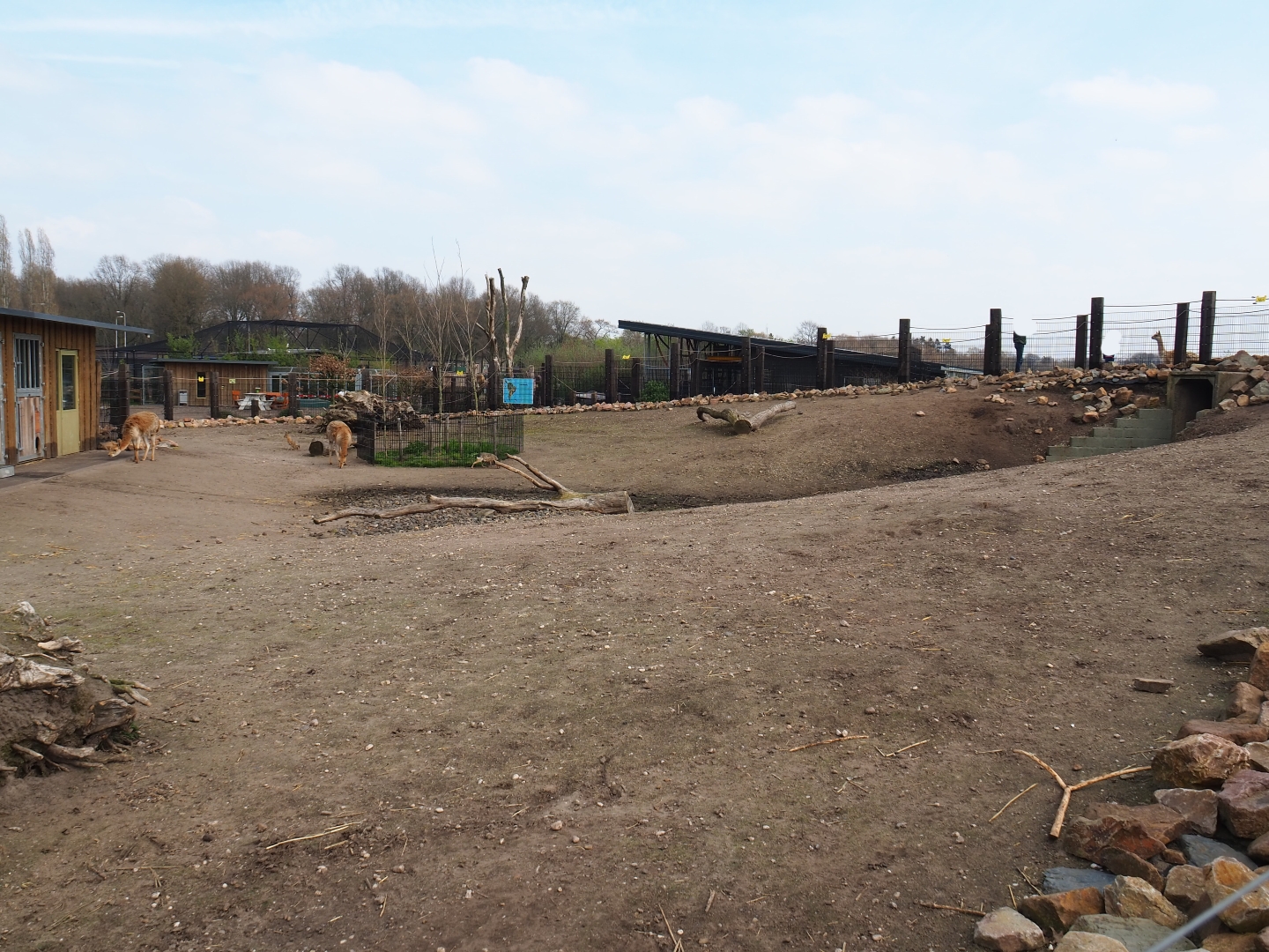 Mixed South American exhibit - Vicuña, Patagonian mara and greater rhea section, 2019-04-06