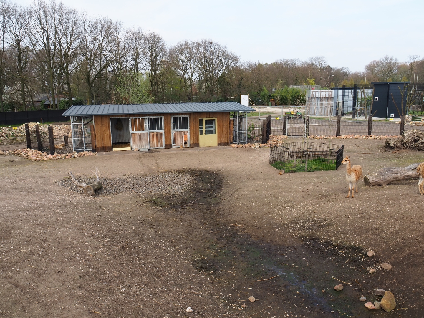Mixed South American exhibit - Vicuña, Patagonian mara and greater rhea section, 2019-04-06
