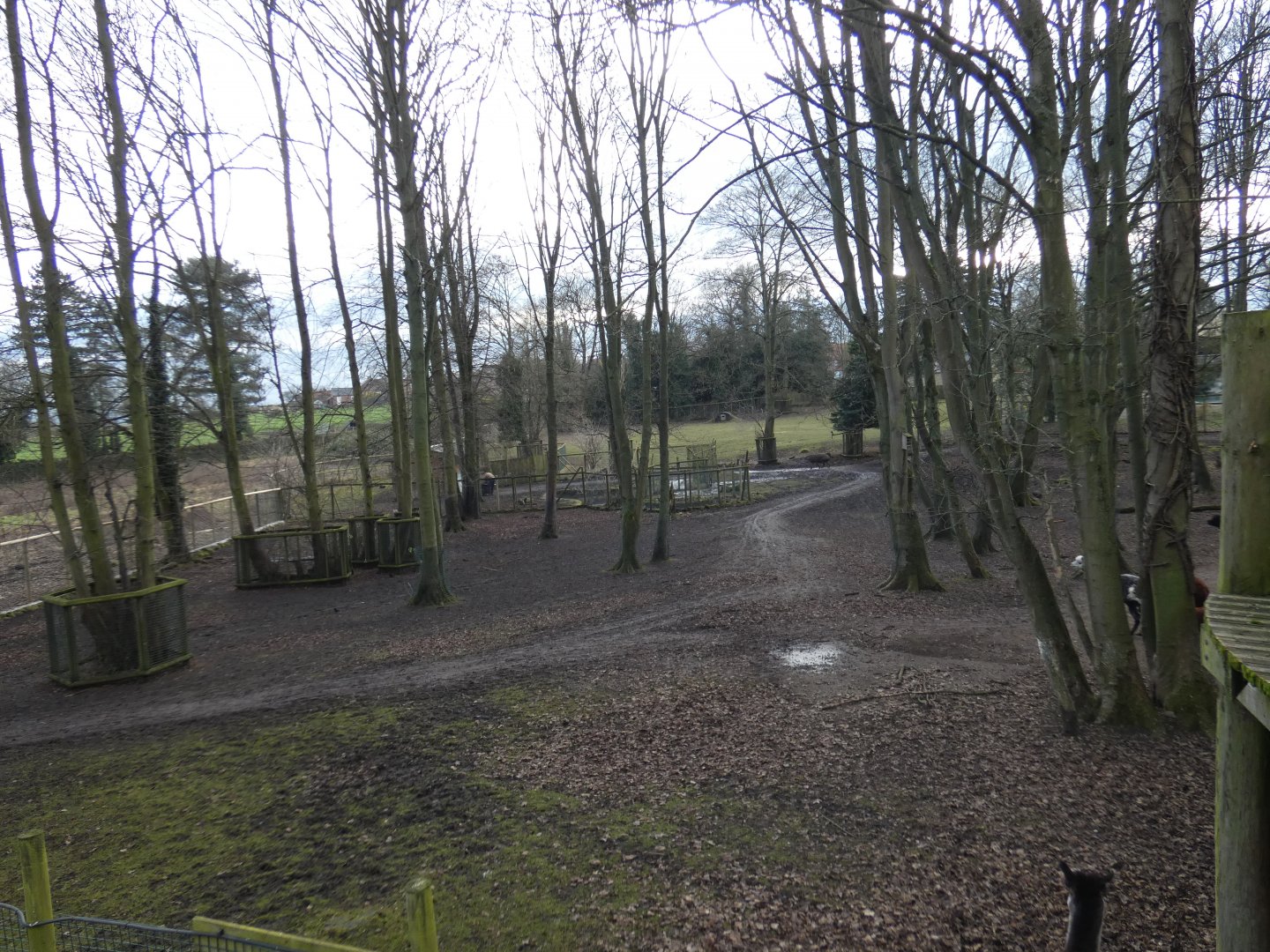 Mixed South American exhibit wooden paddock (2)