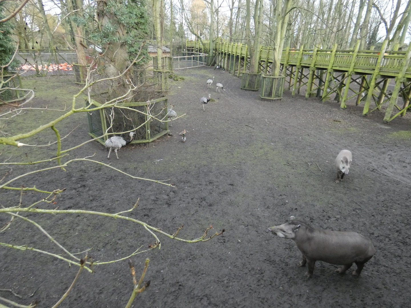 Mixed South American exhibit wooden paddock