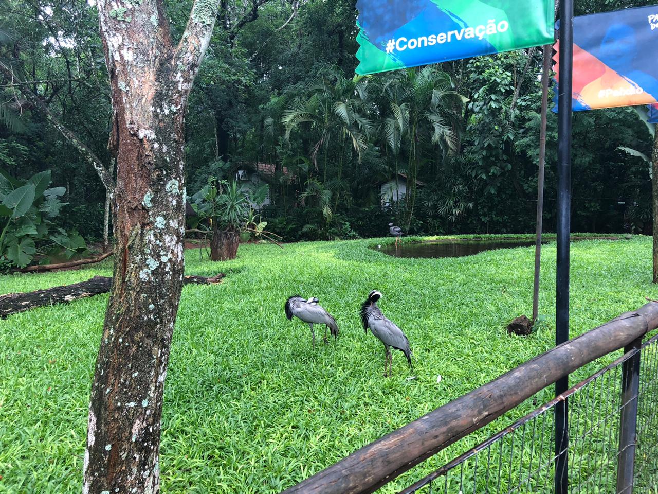 Mixed south american medium-sized birds exhibit - Parque das aves