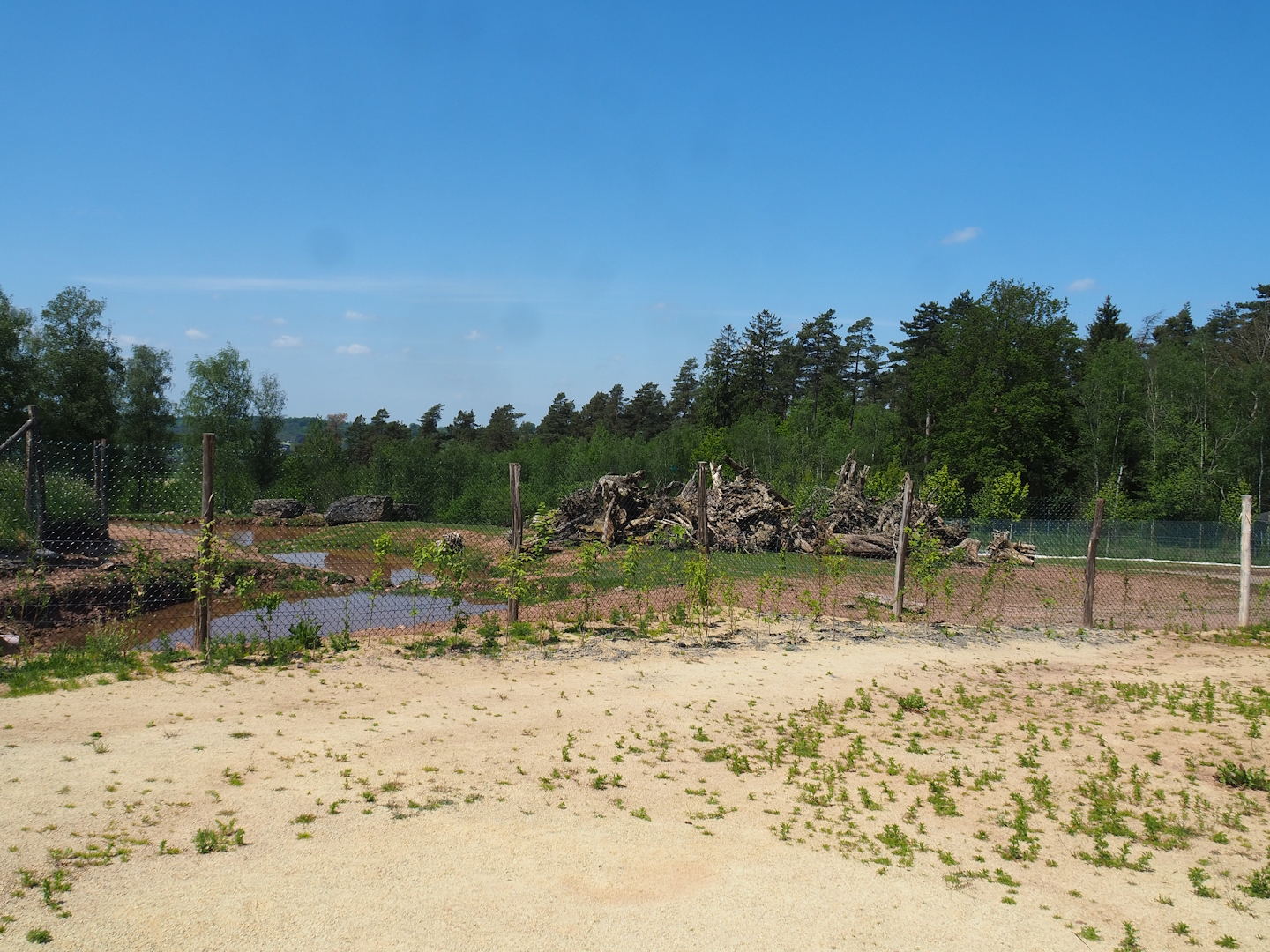 Mixed South American paddock, 2023-05-19