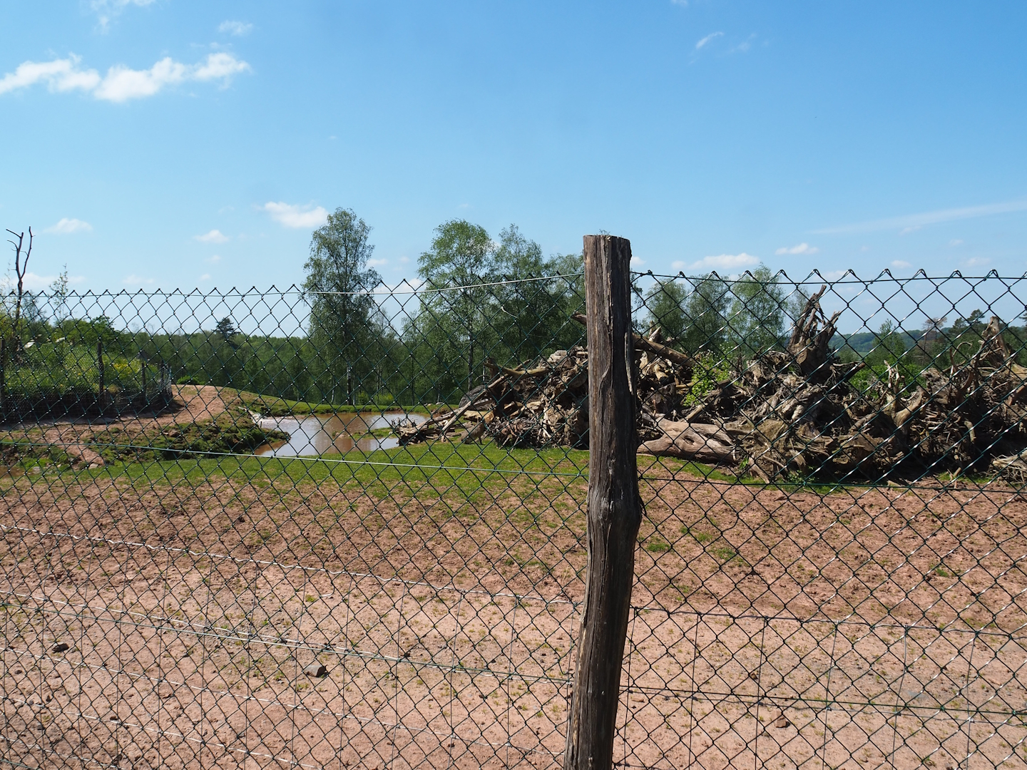 Mixed South American paddock, 2023-05-19