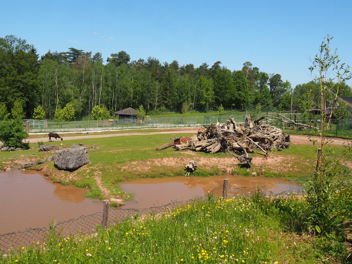 Mixed South American paddock, 2023-05-19