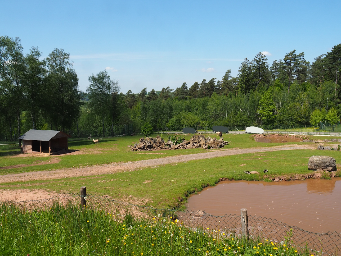 Mixed South American paddock, 2023-05-19