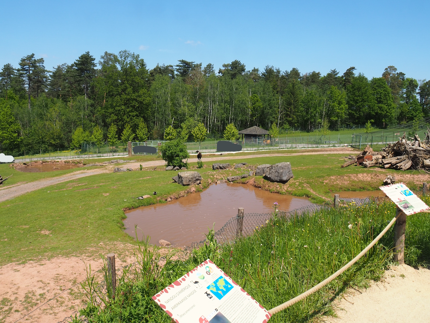 Mixed South American paddock, 2023-05-19
