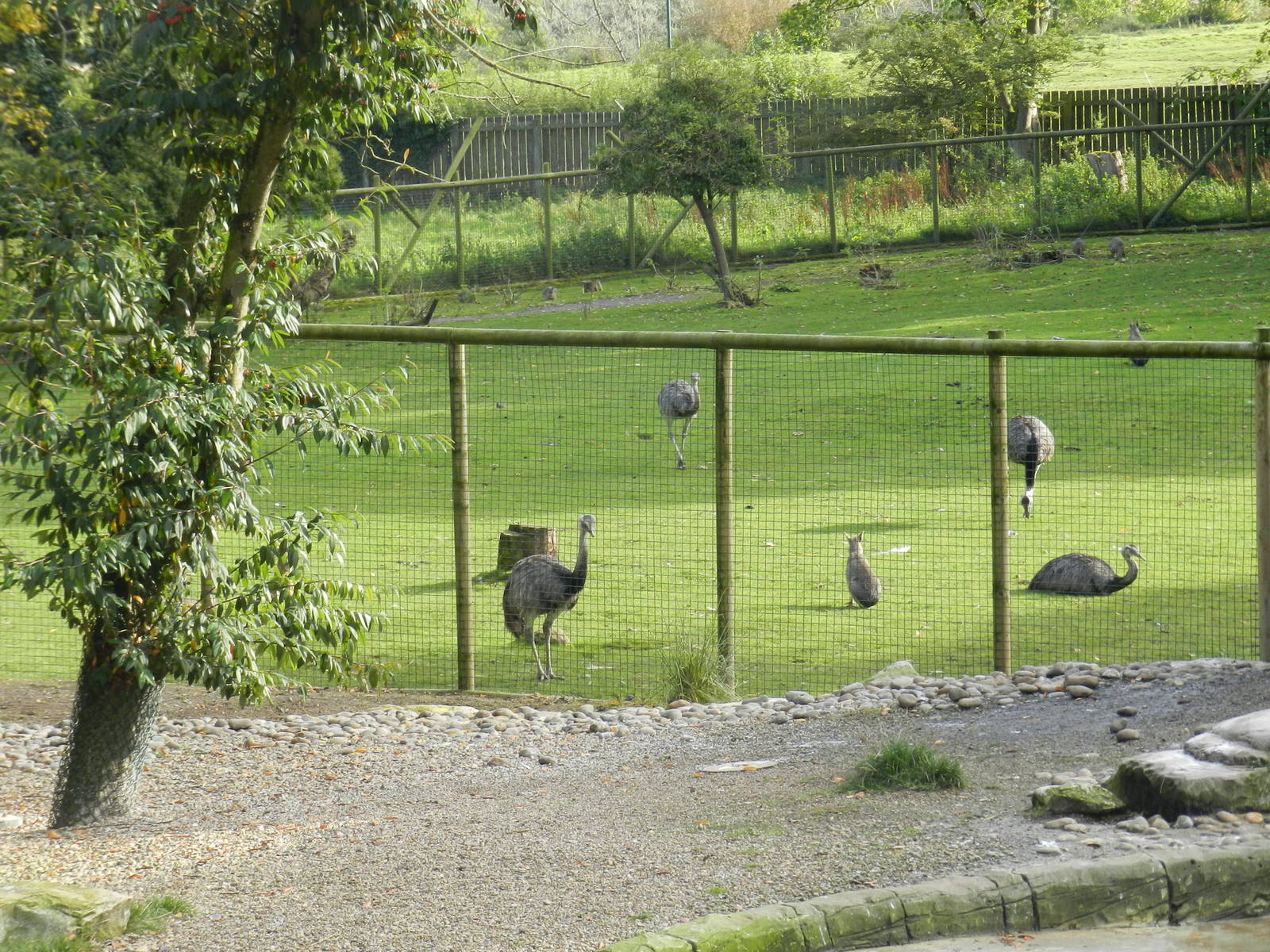 Mixed South American Paddock at Flamingo Land - 14/10/2012