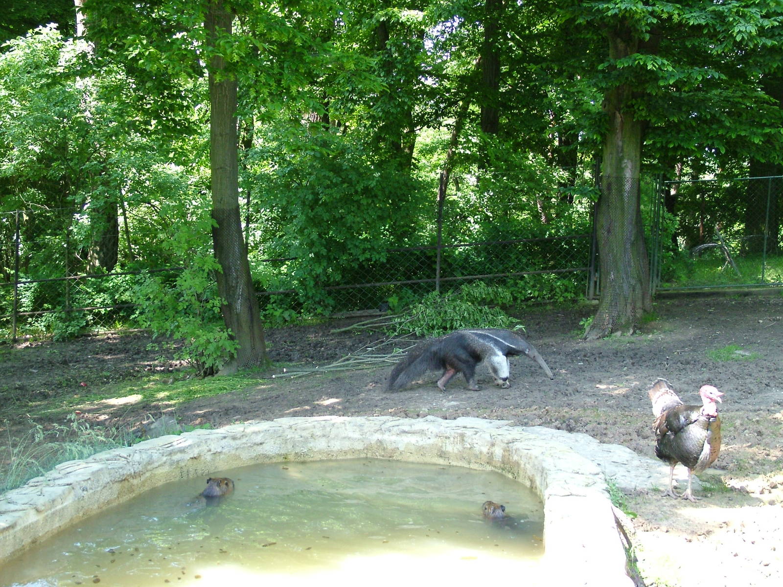Mixed South American paddock at Zlin, 28/05/10