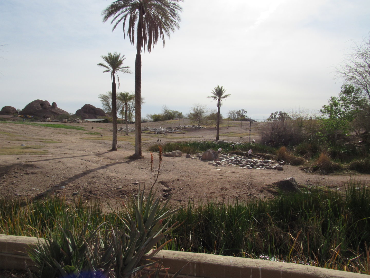 Mixed Species African Savanna - 3/7/23