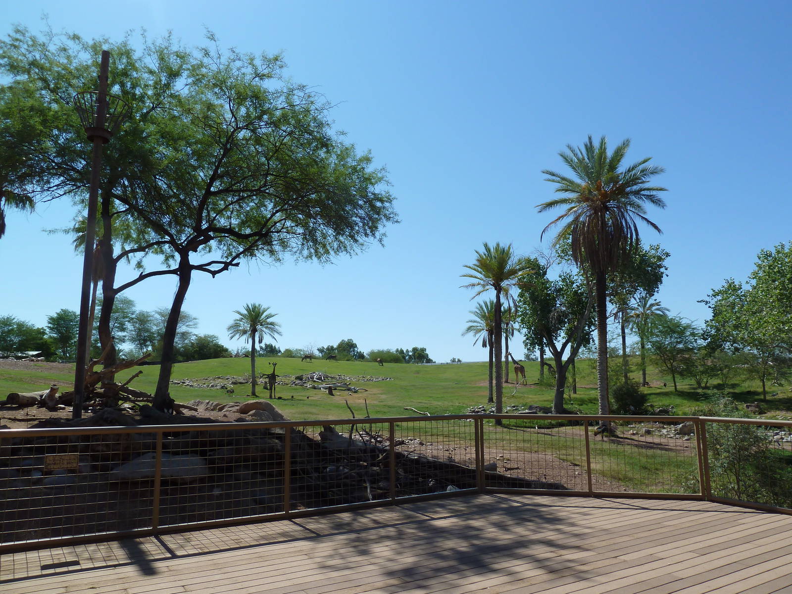 Mixed-Species African Savanna