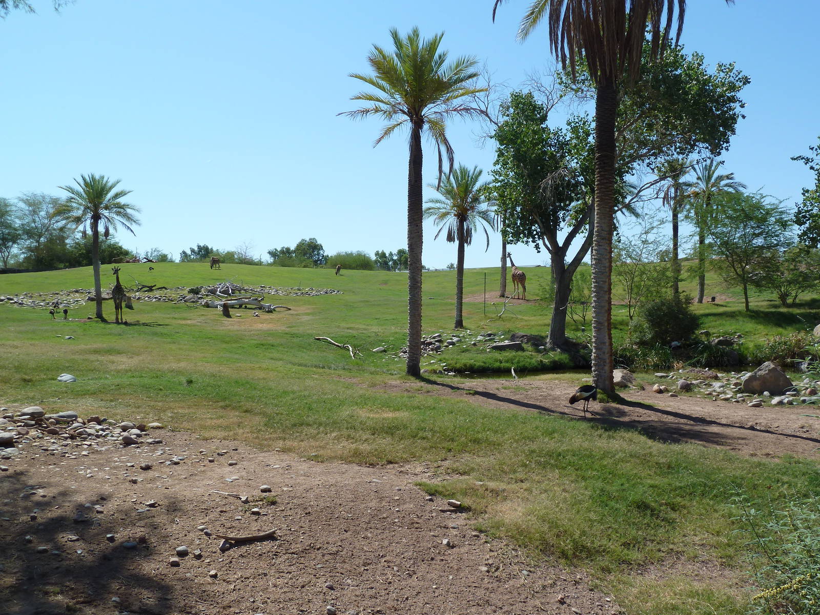Mixed-Species African Savanna