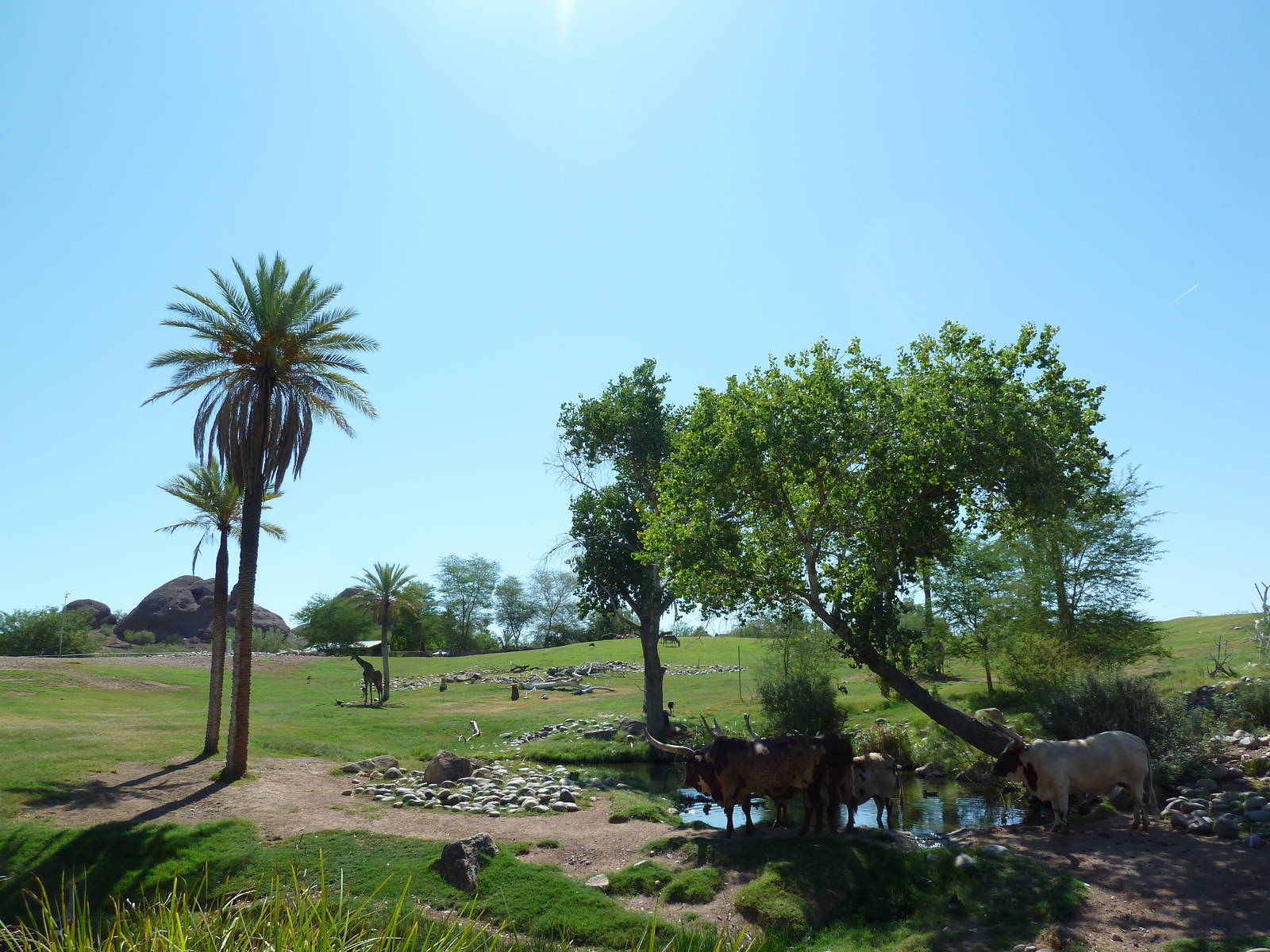 Mixed Species African Savanna