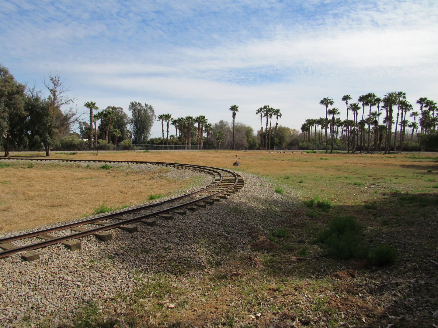 Mixed species African Yard - 3/6/23