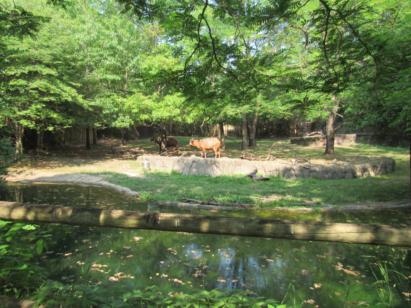 Mixed-species African yard (left side)- 6/18/23