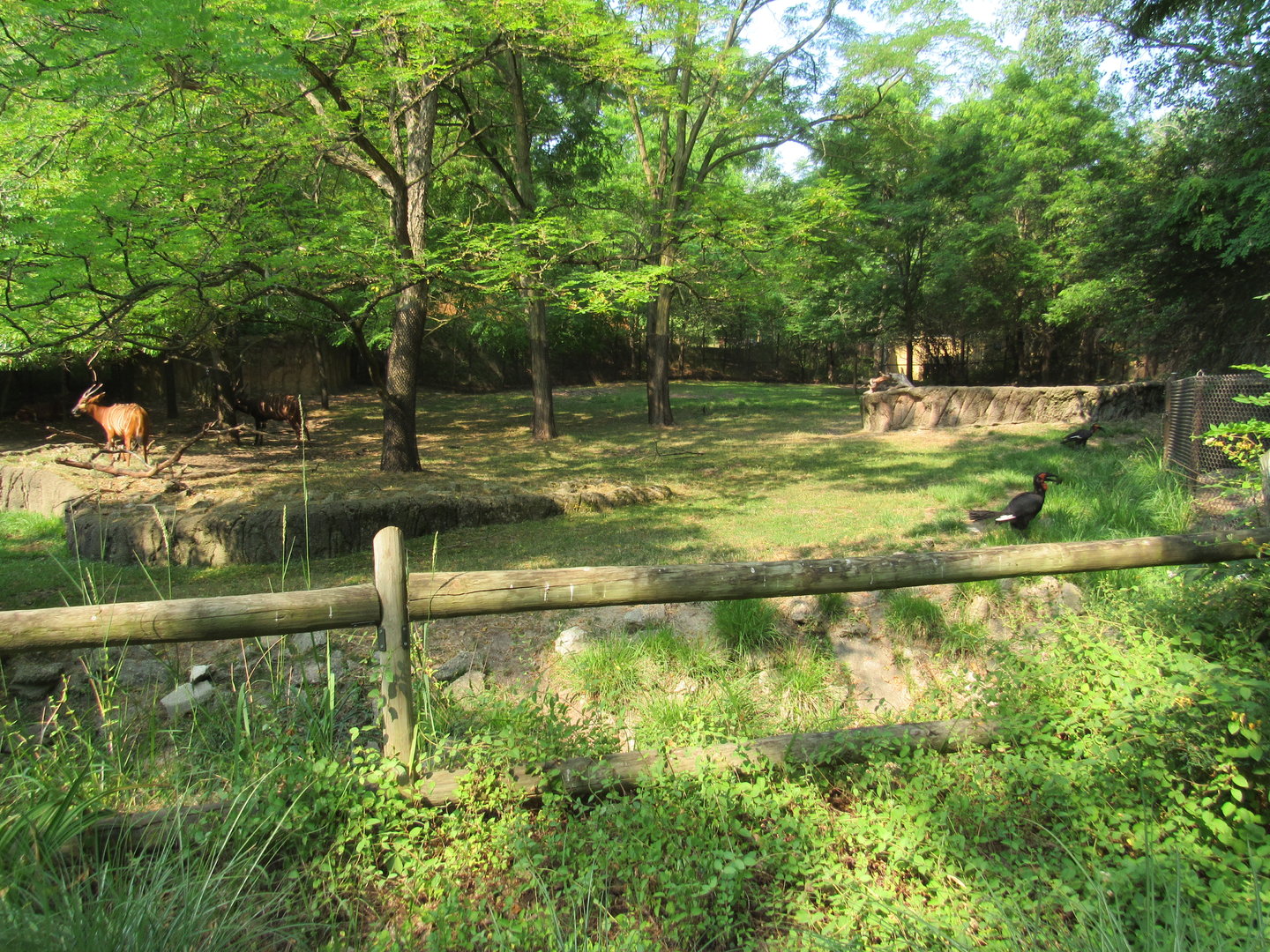 Mixed-species African yard (right side)- 6/18/23