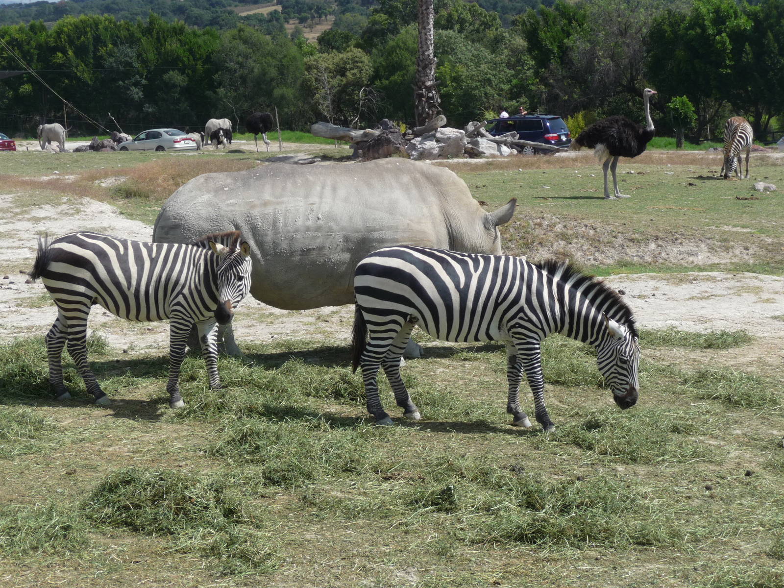 mixed species area africam safari