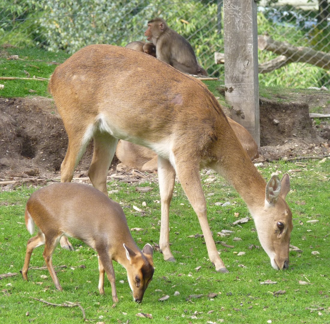 Mixed species at Rimba