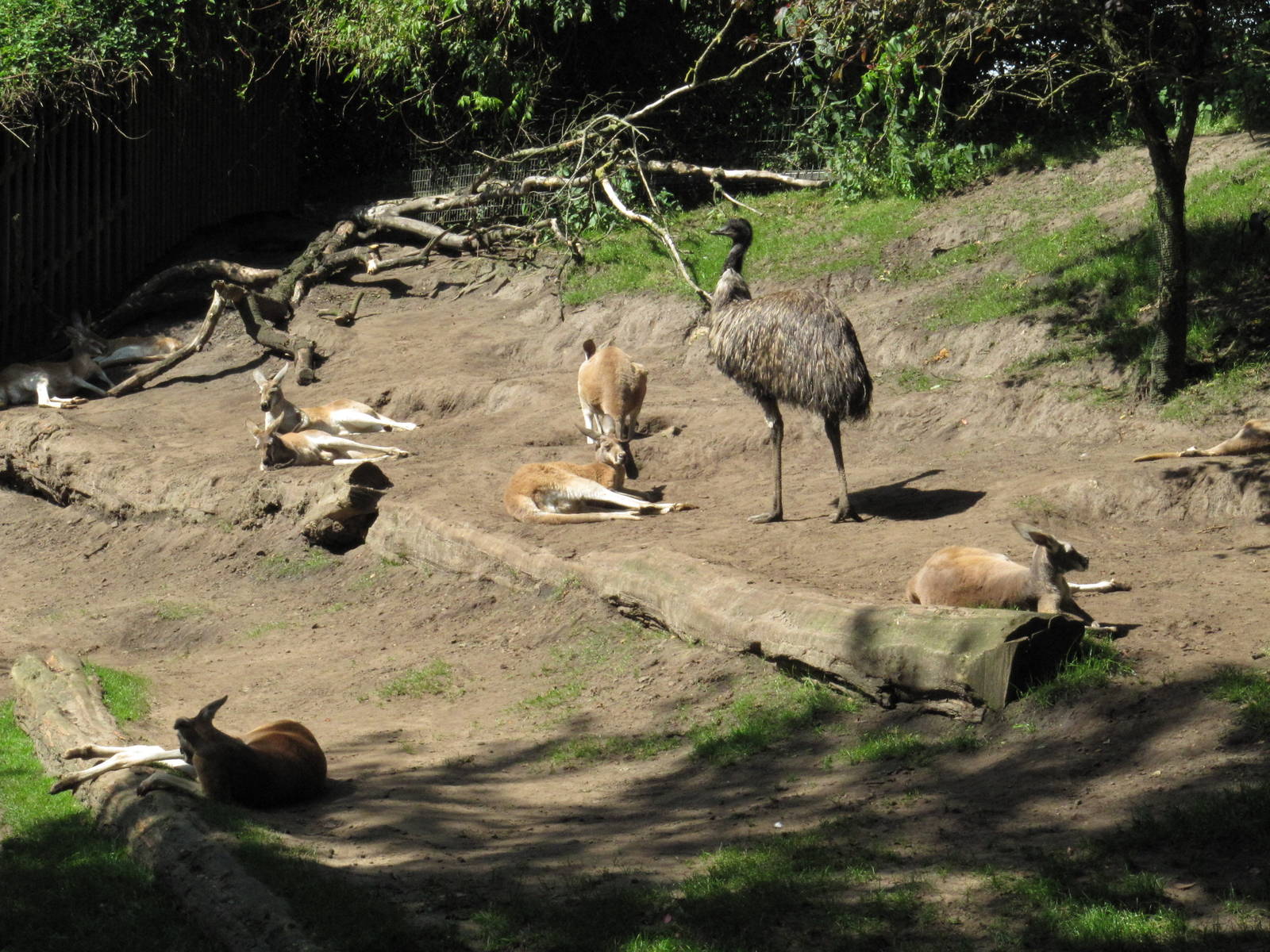 mixed species Australian exhibit