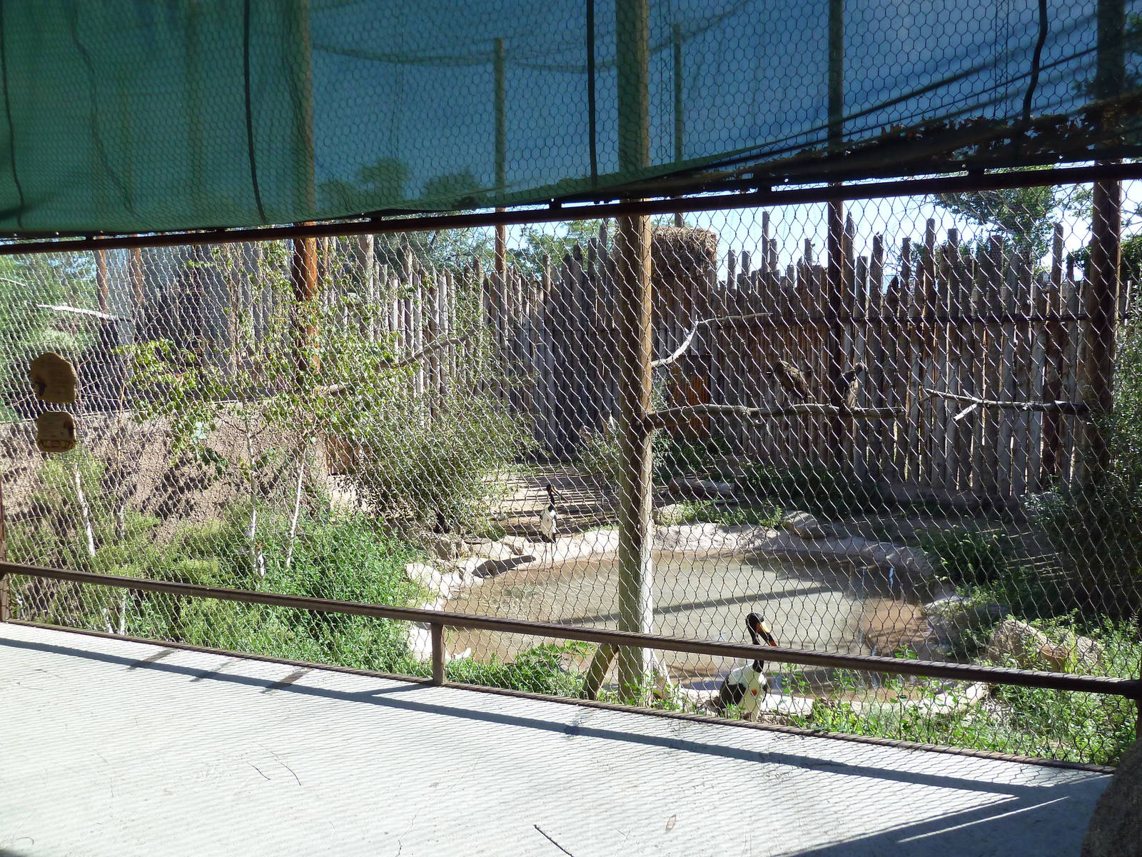 Mixed-Species Aviary (7 Species)