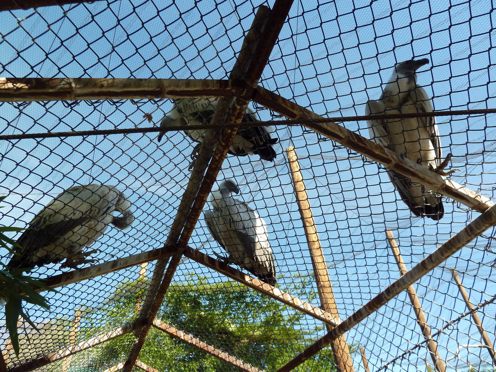 Mixed-Species Aviary (7 Species)