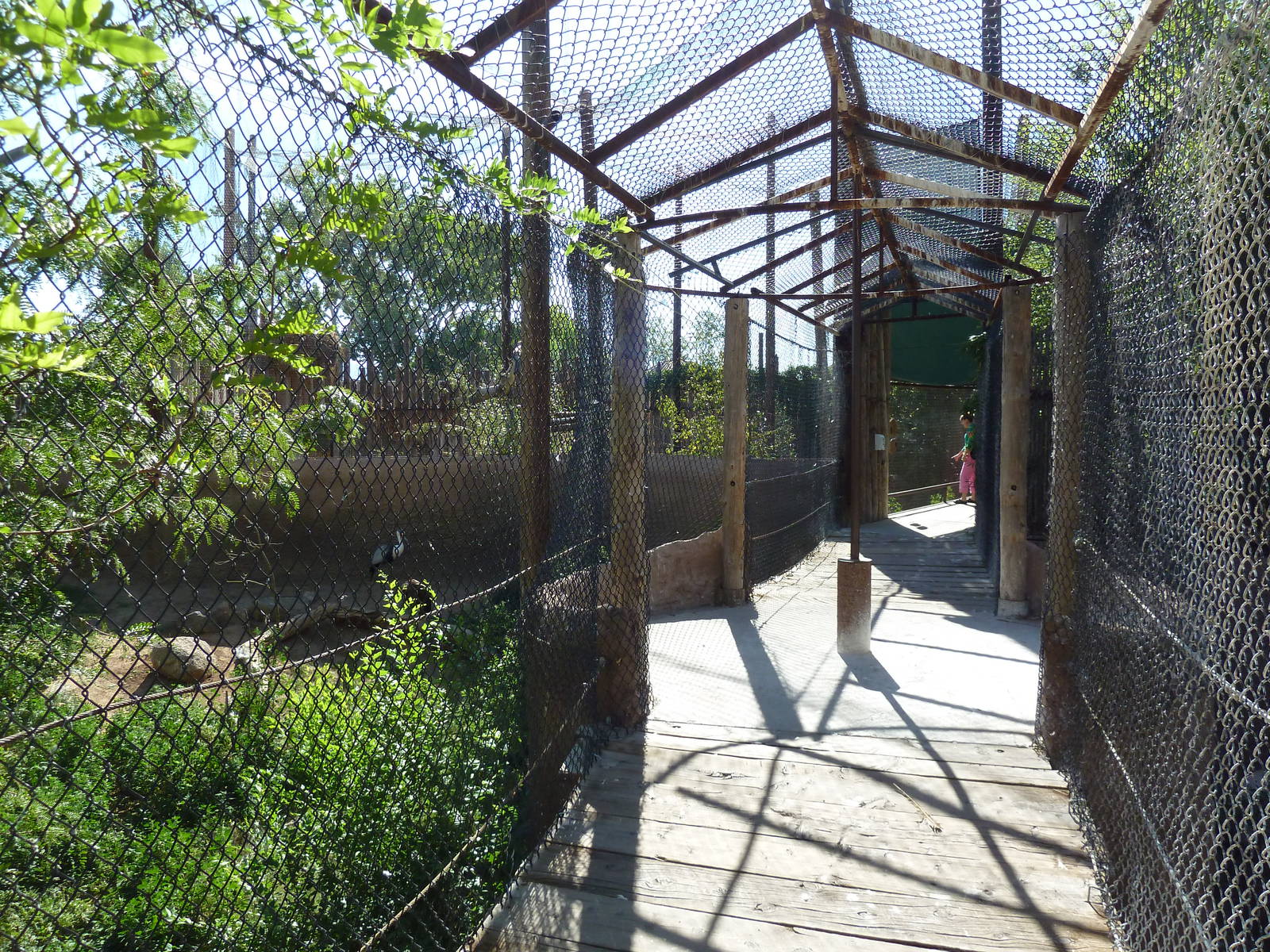 Mixed-Species Aviary (7 Species)