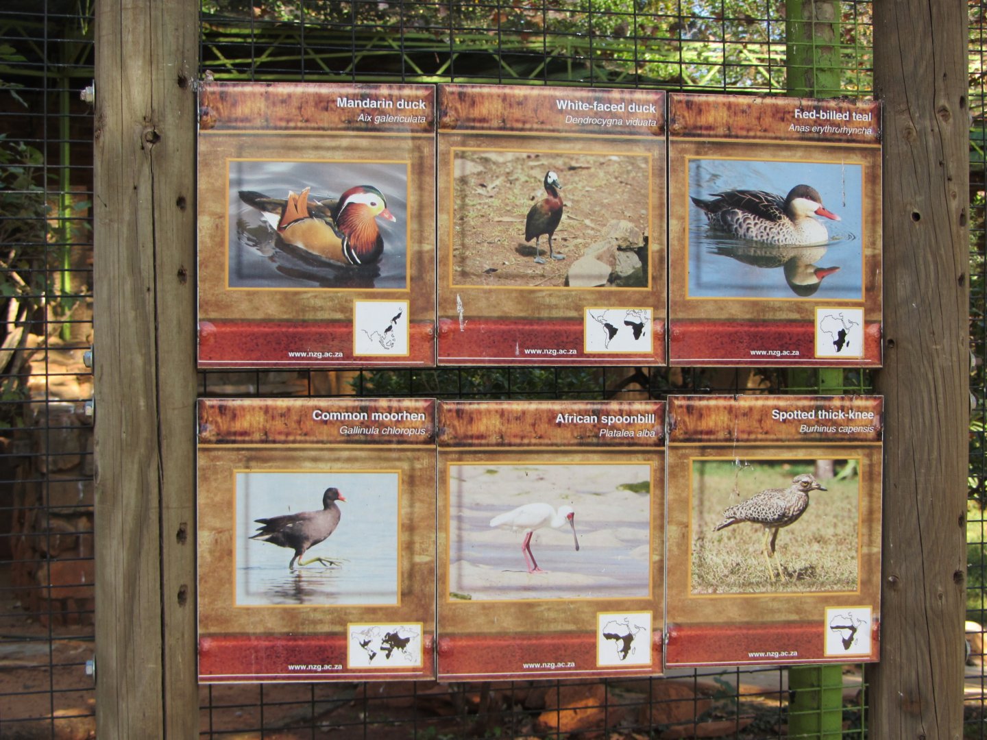 Mixed Species Aviary Signage