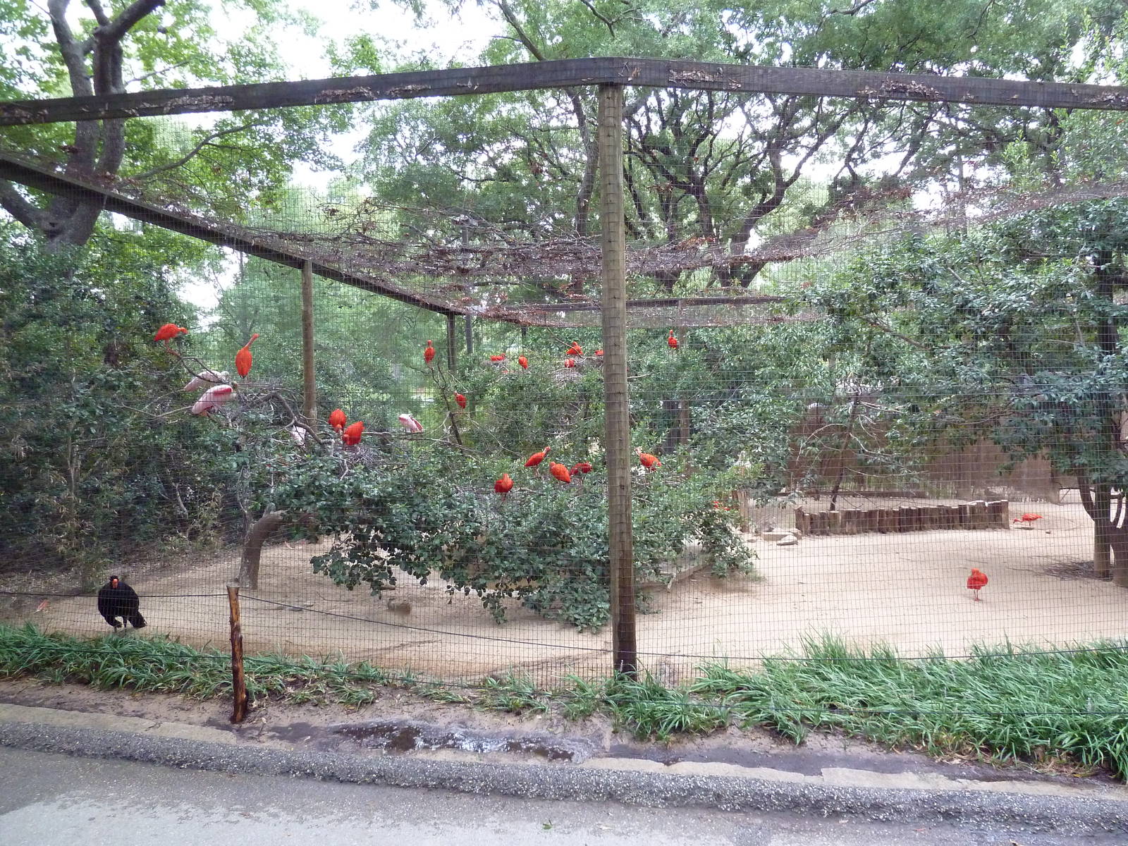 Mixed-Species Aviary (Wading Birds)