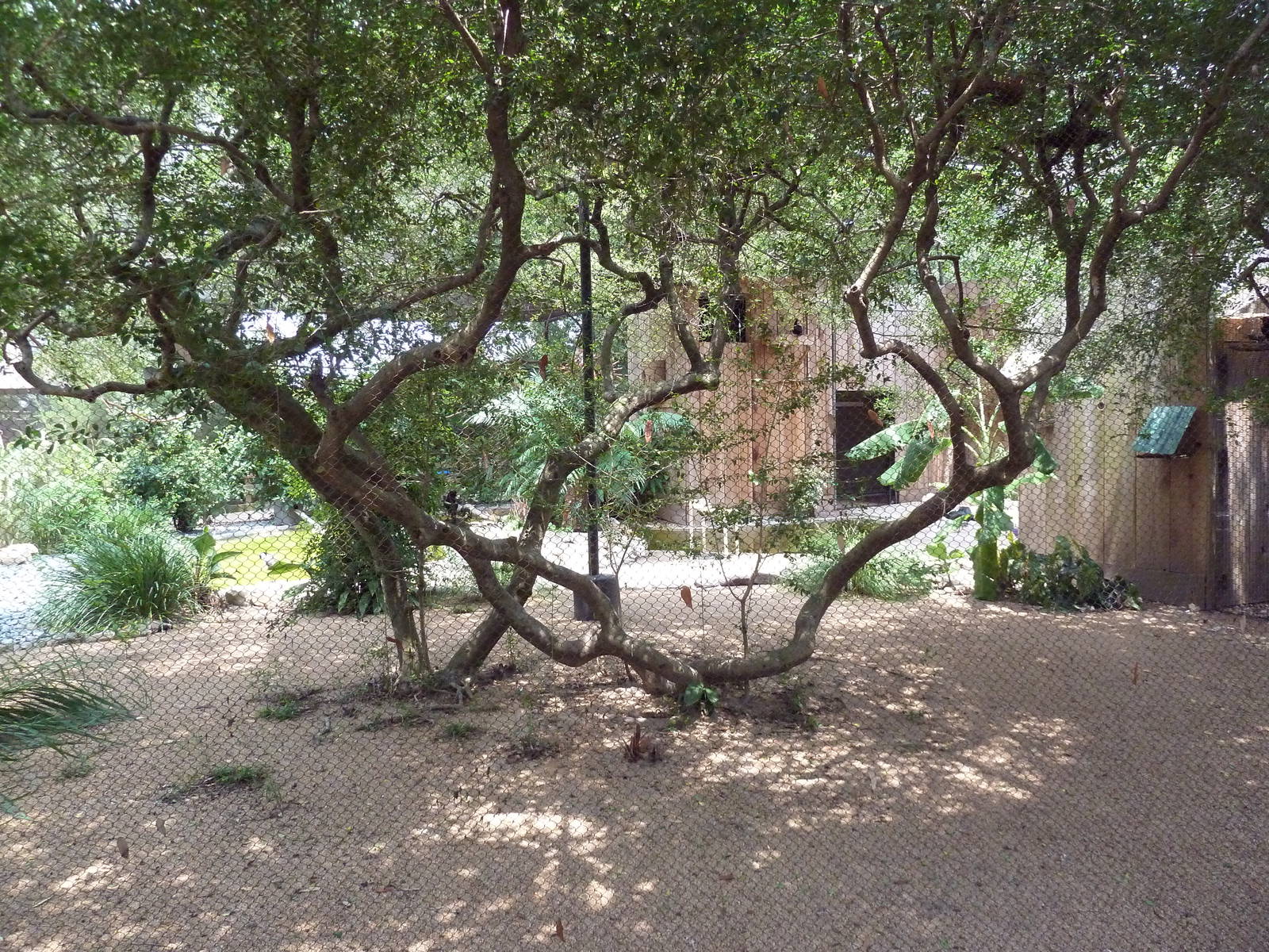 Mixed-Species Aviary