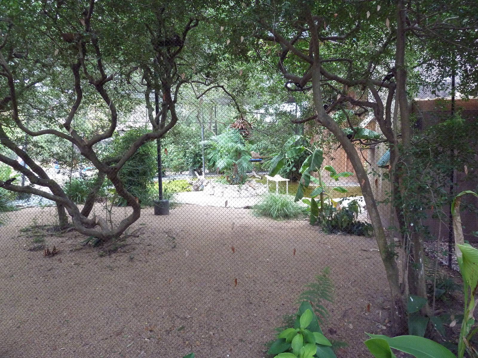 Mixed-Species Aviary