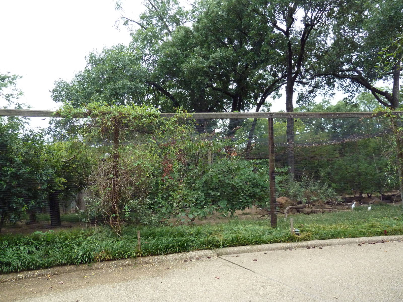 Mixed-Species Aviary