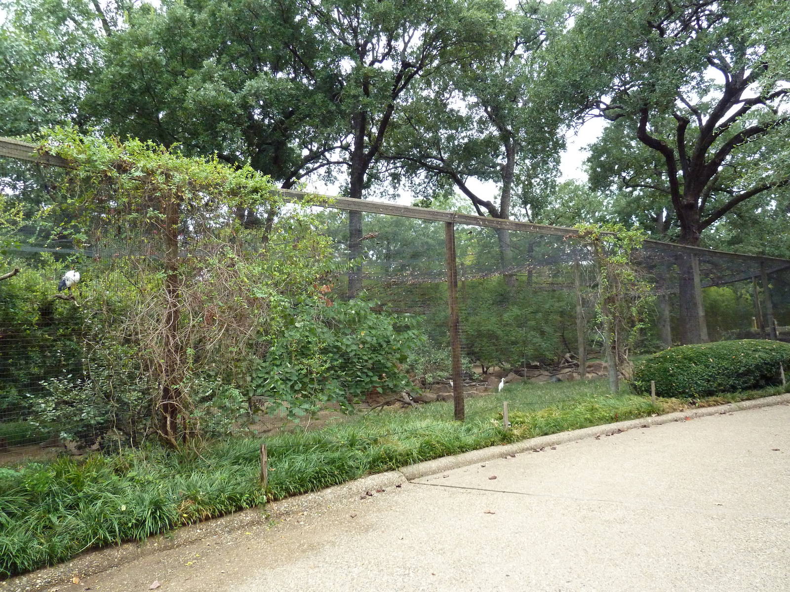 Mixed-Species Aviary