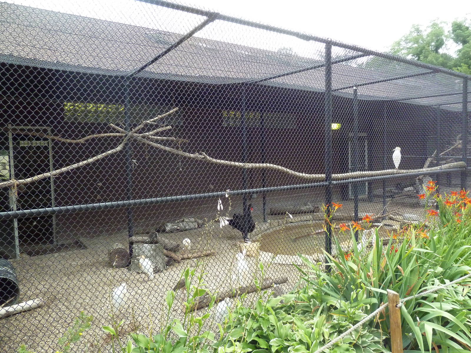 Mixed-Species Aviary